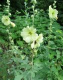 Alcea rugosa