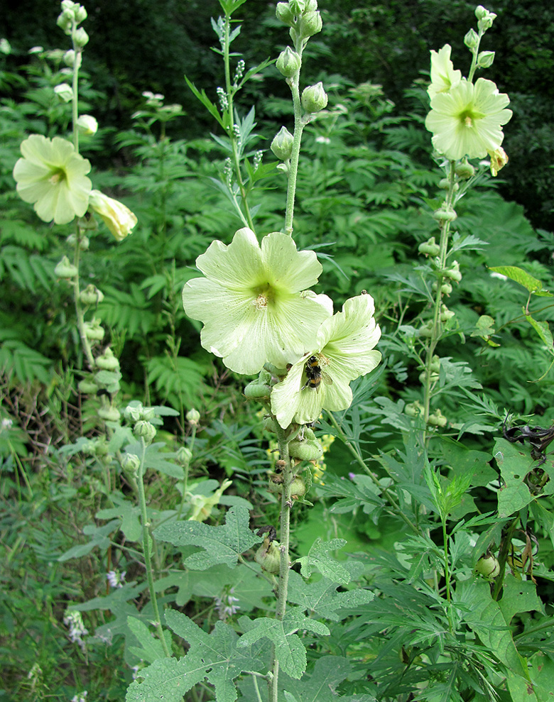 Изображение особи Alcea rugosa.
