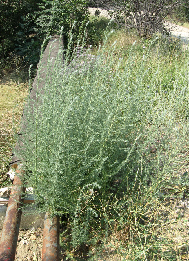 Image of Sedobassia sedoides specimen.