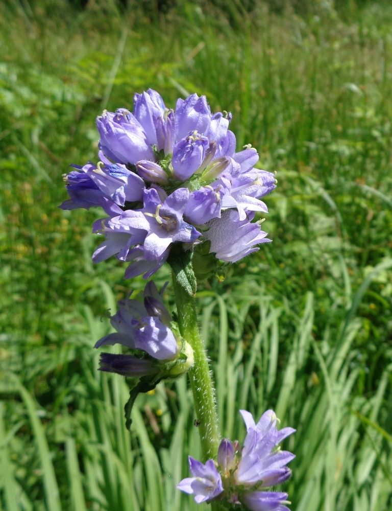 Image of Campanula cervicaria specimen.