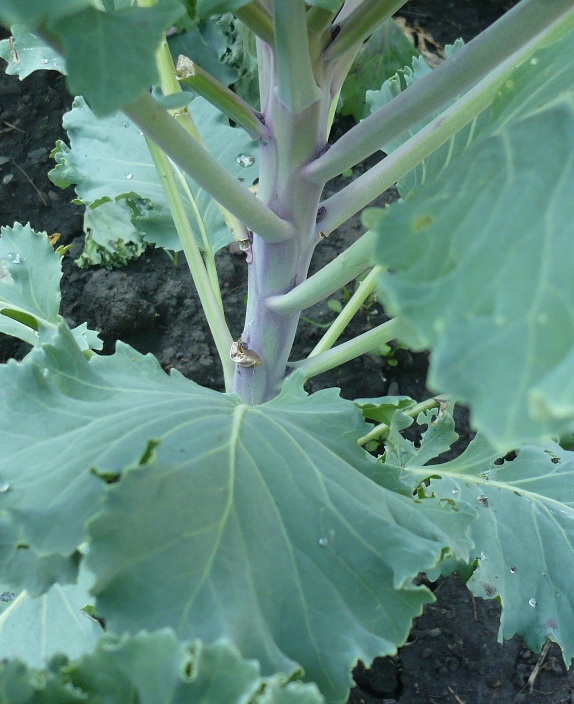 Изображение особи Brassica oleracea var. viridis.