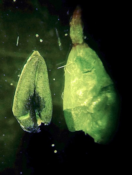 Image of Diarthron linifolium specimen.