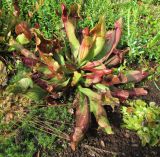 Sarracenia purpurea