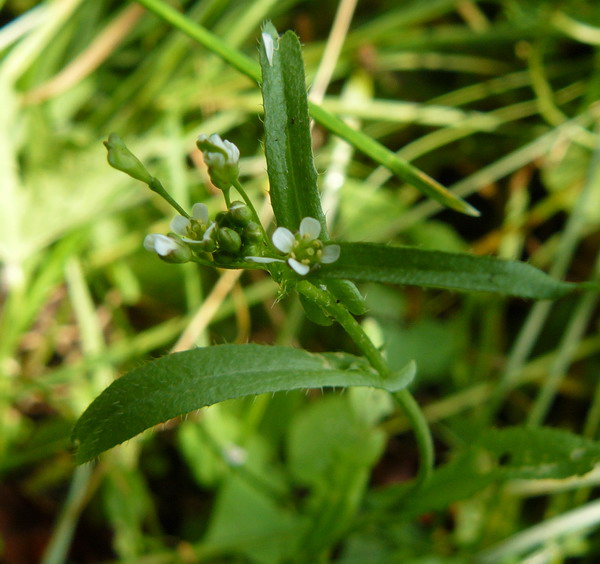 Изображение особи Capsella bursa-pastoris.