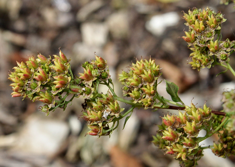 Image of Spiraea latifolia specimen.