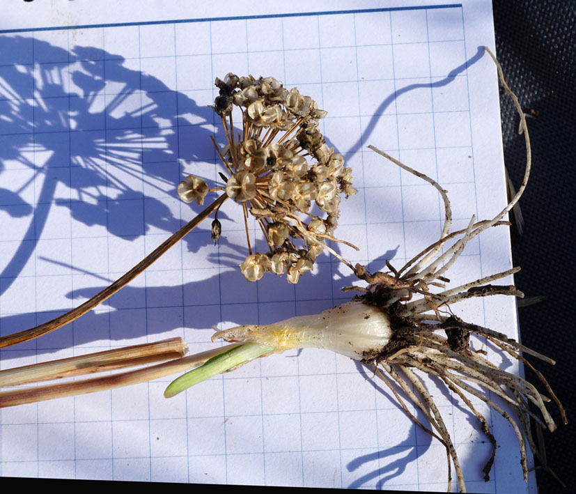 Image of Allium senescens specimen.