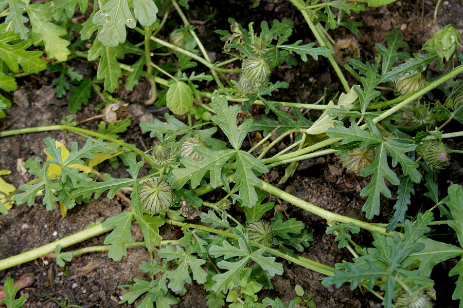 Image of Hibiscus trionum specimen.