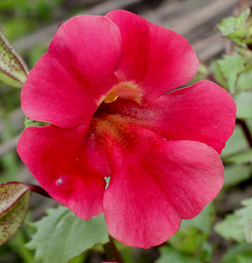 Image of Mimulus cupreus specimen.