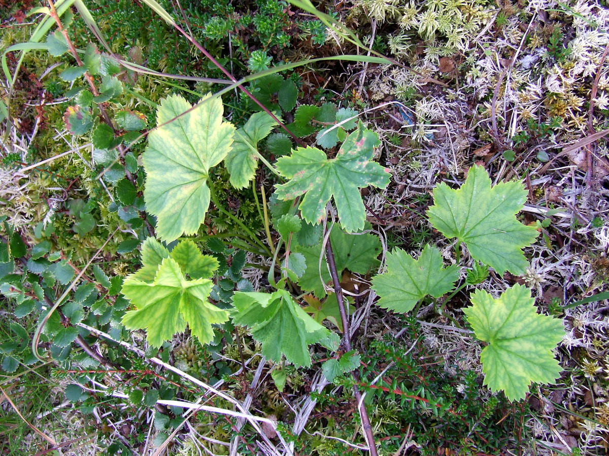 Изображение особи род Alchemilla.