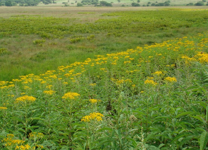 Image of Senecio cannabifolius specimen.