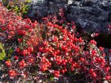 Chamaepericlymenum suecicum