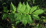 Valeriana officinalis