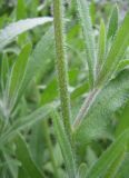 Anchusa officinalis. Опушение стебля и листьев. Польша, Беловежская Пуща, пос. Бяловежа. 21 июня 2009 г.