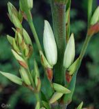 Yucca gloriosa
