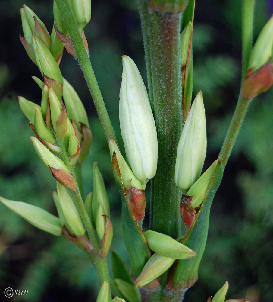 Изображение особи Yucca gloriosa.