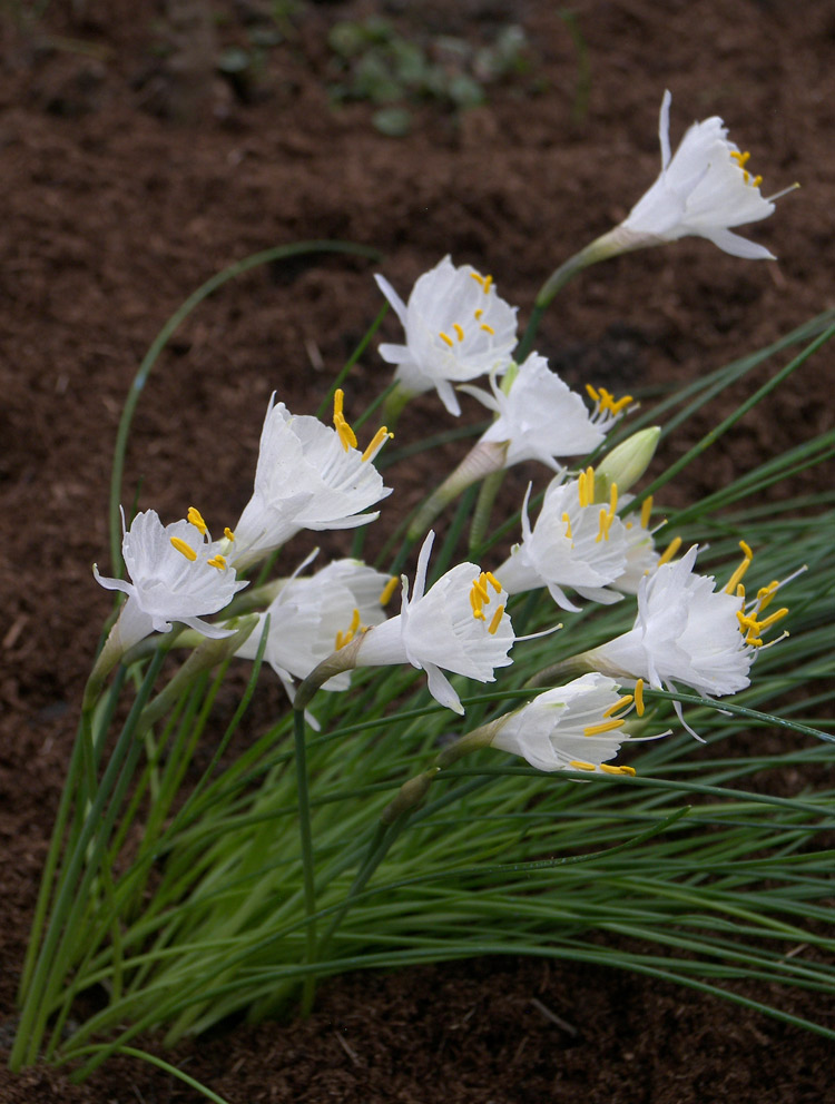 Image of Narcissus cantabricus specimen.