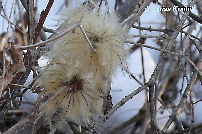 Изображение особи Clematis mandshurica.