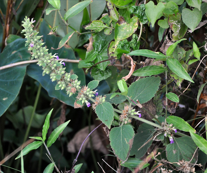 Изображение особи Anisomeles indica.
