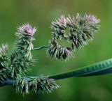 Dactylis glomerata. Верхушка побега с соцветиями. Московская обл., Раменский р-н, окр. ж.-д. платформы Хрипань, просека под ЛЭП. 14.07.2015.