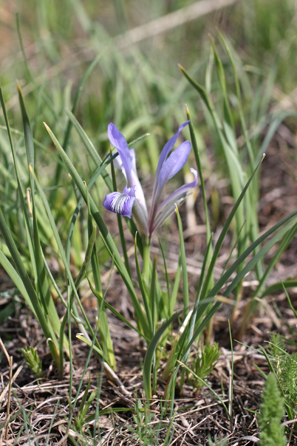 Image of Iris loczyi specimen.