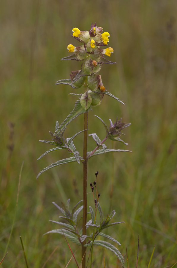 Изображение особи Rhinanthus minor.