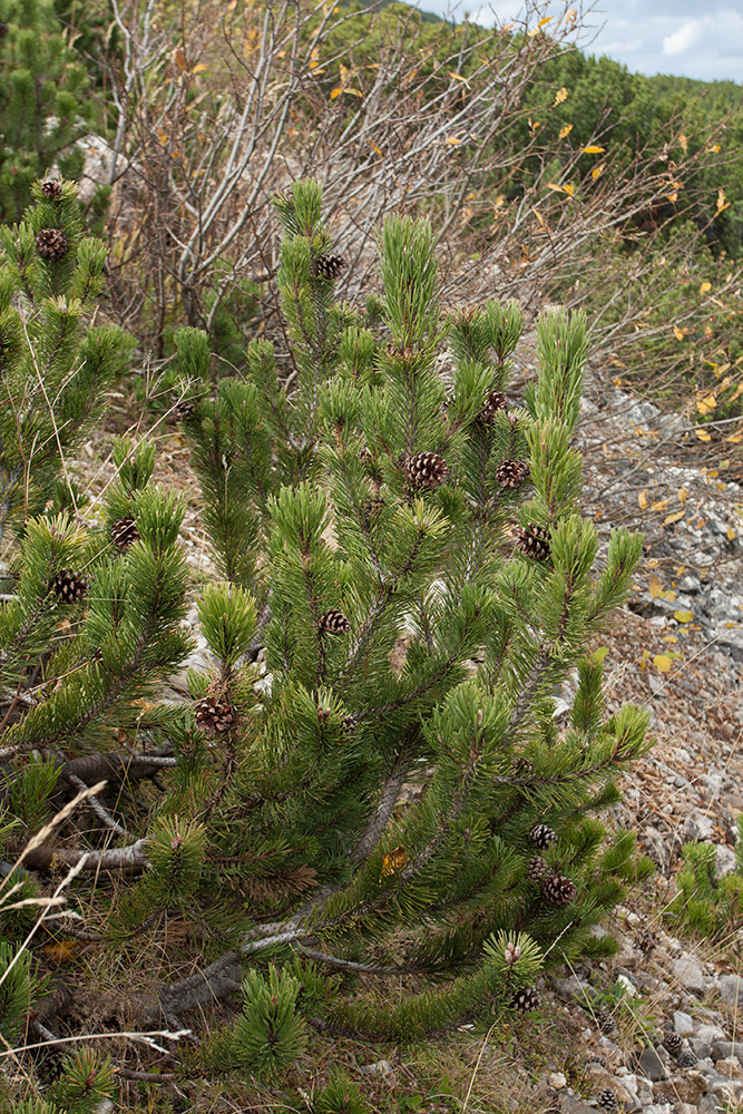 Изображение особи Pinus mugo.