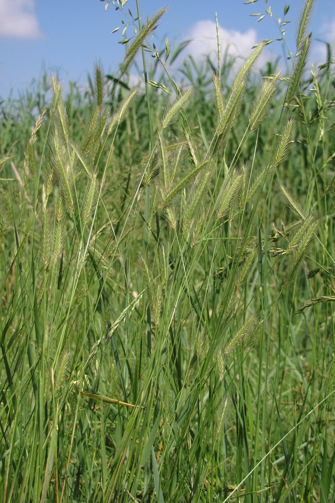 Изображение особи Hordeum secalinum.