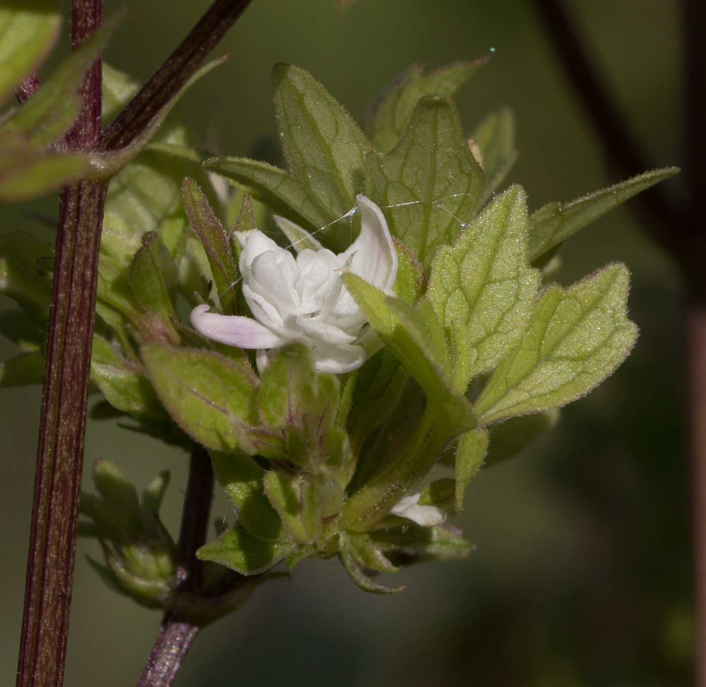 Image of genus Valeriana specimen.