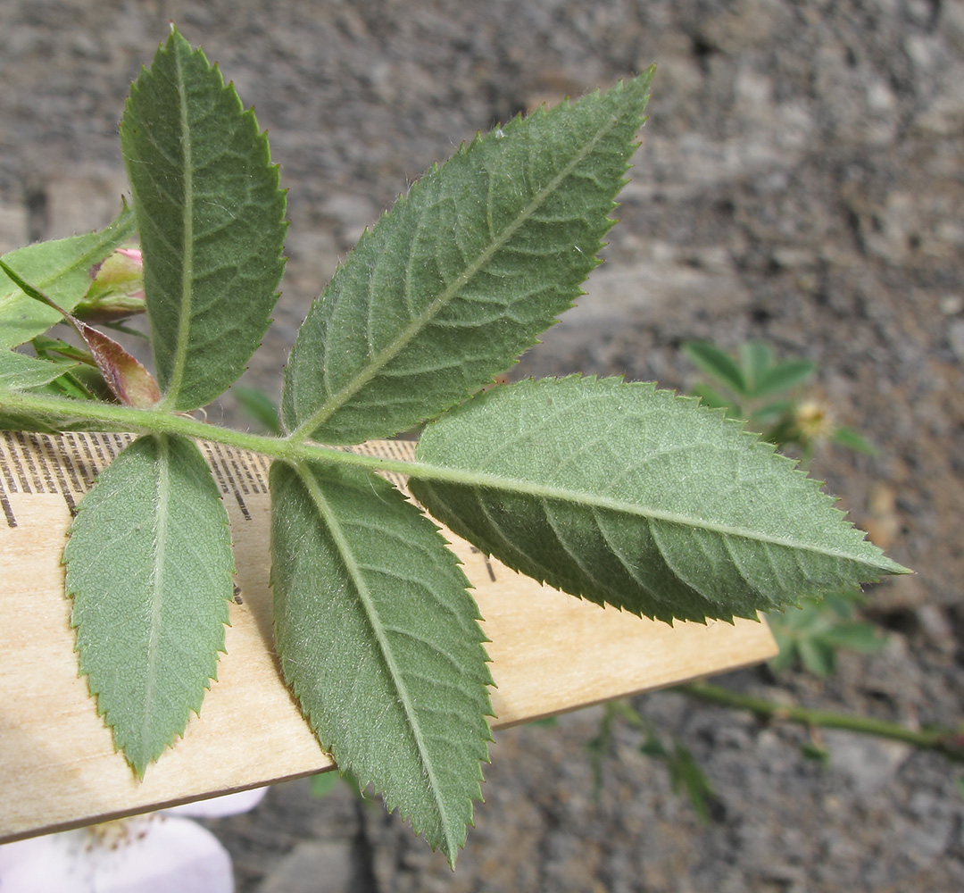Image of Rosa corymbifera specimen.