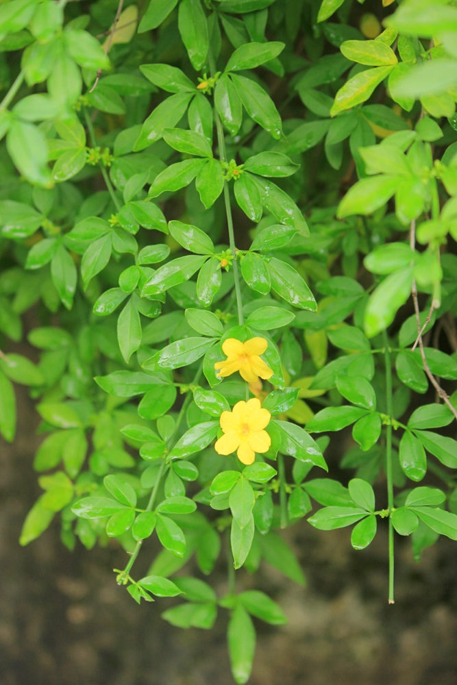 Image of Jasminum mesnyi specimen.