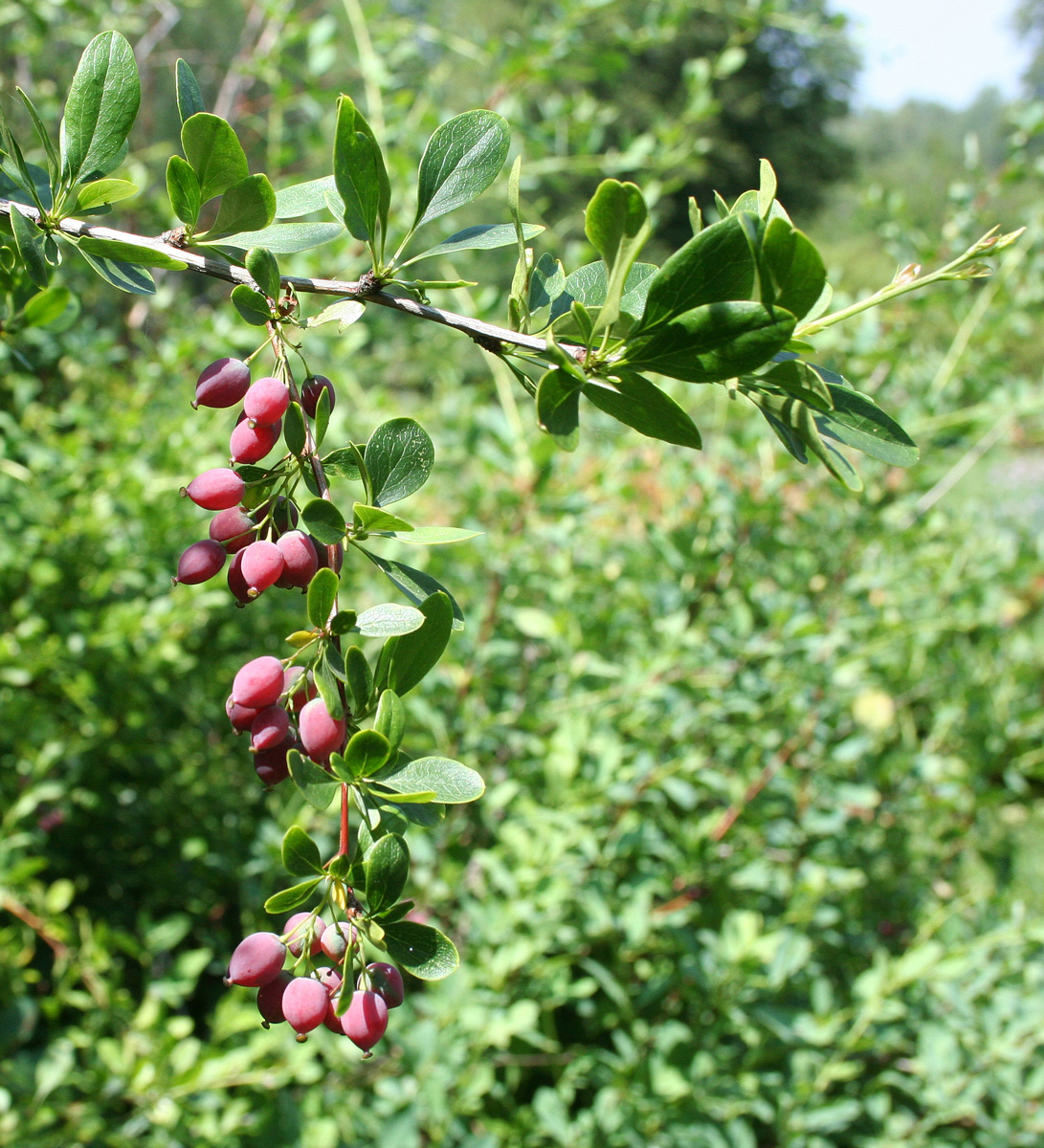 Изображение особи Berberis sphaerocarpa.