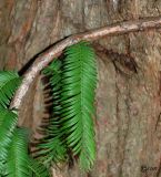 Metasequoia glyptostroboides