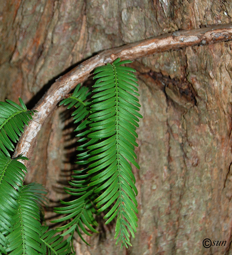 Изображение особи Metasequoia glyptostroboides.