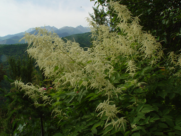 Изображение особи Aruncus dioicus.