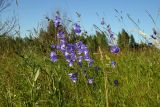 Campanula persicifolia