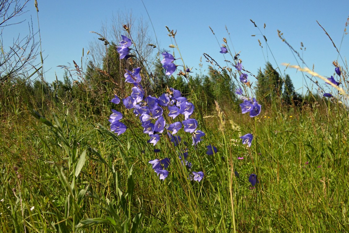 Изображение особи Campanula persicifolia.