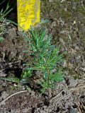 Larix kamtschatica