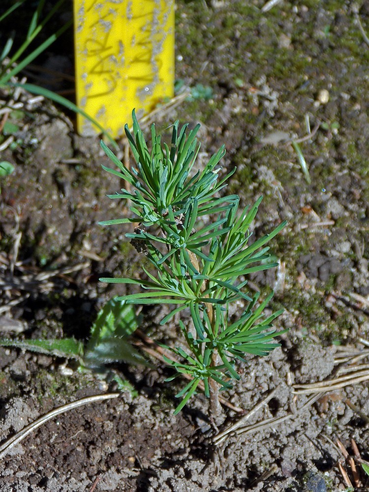 Image of Larix kamtschatica specimen.