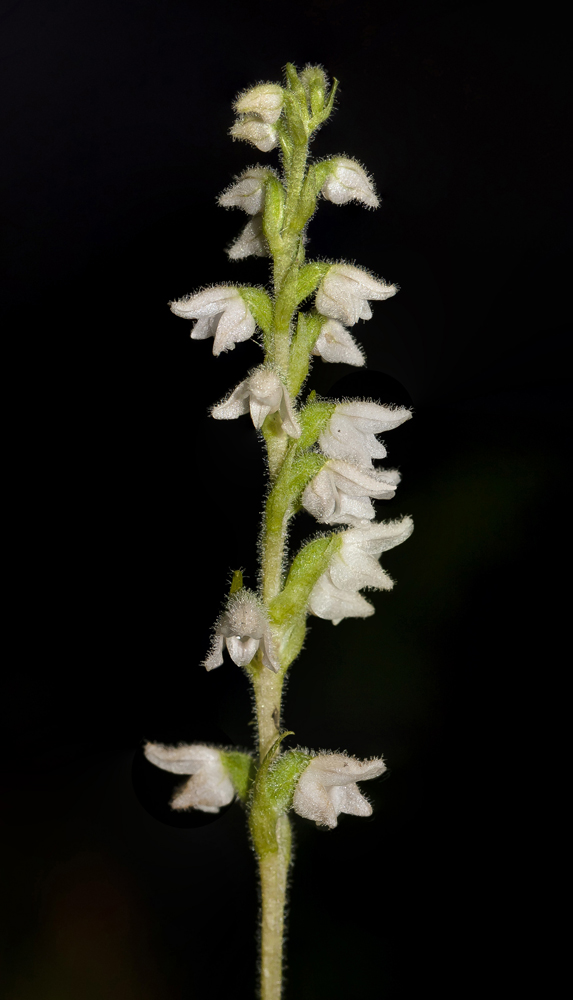 Image of Goodyera repens specimen.