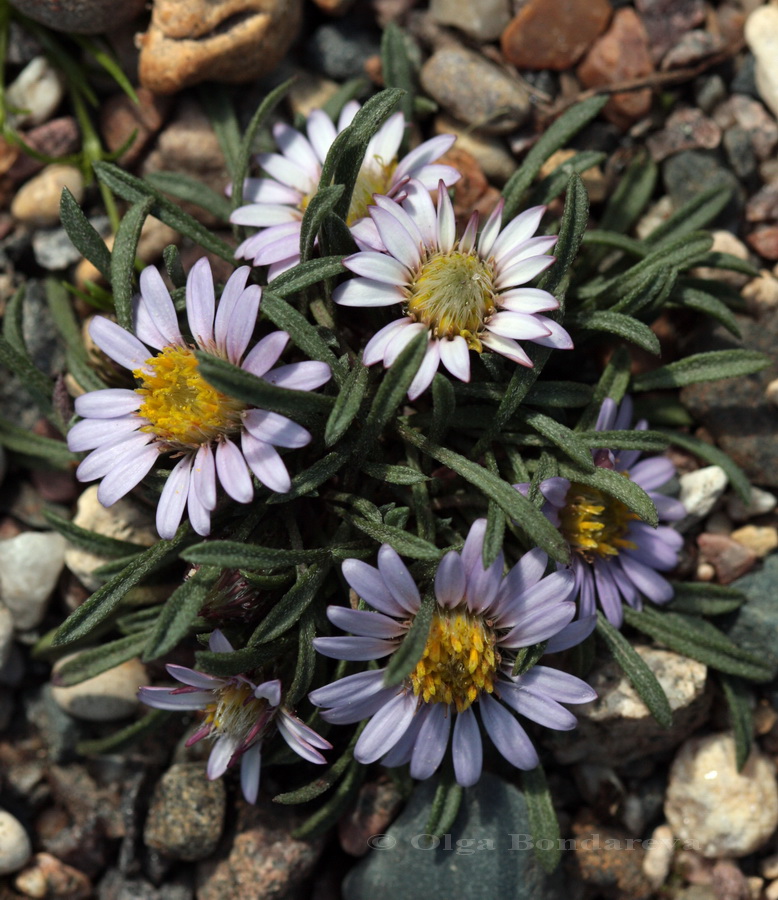 Image of Townsendia leptotes specimen.