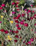 Lychnis coronaria. Верхушки цветущих растений. Коми, окр. г. Сыктывкар, пос. Максаковка, дачный участок. 23.08.2014.