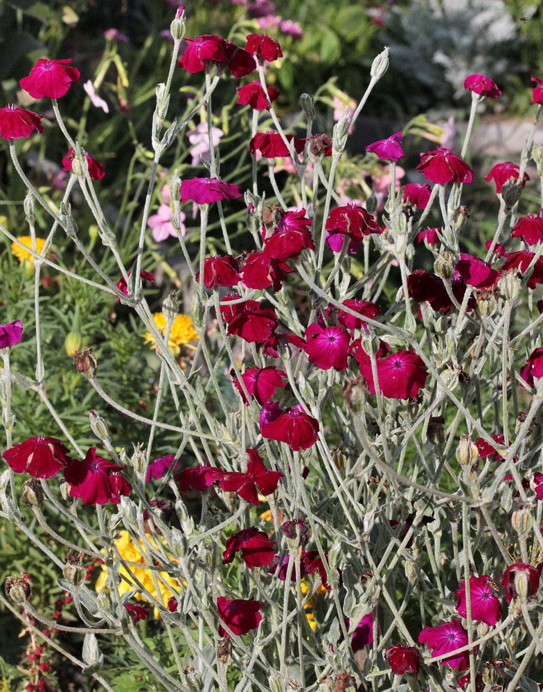 Image of Lychnis coronaria specimen.