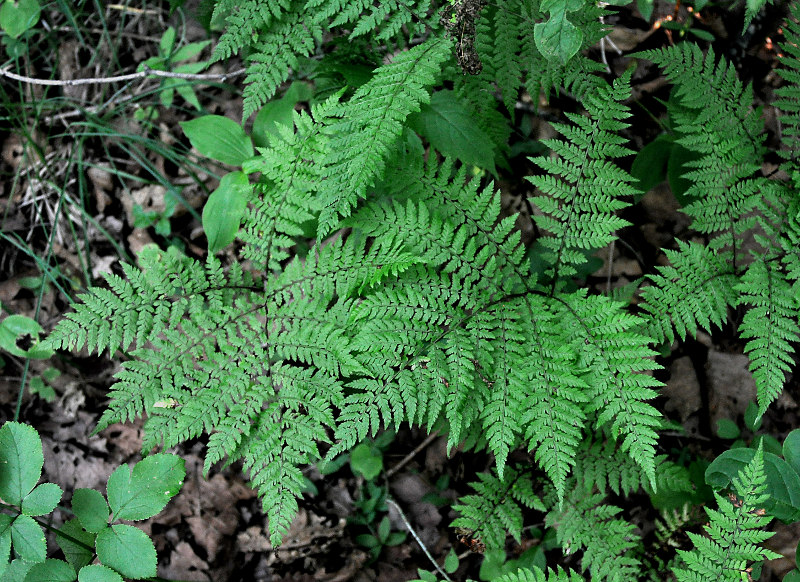 Изображение особи Pseudocystopteris spinulosa.