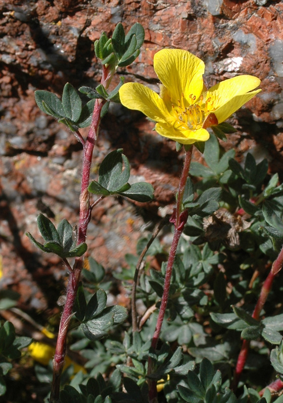 Image of Dasiphora phyllocalyx specimen.