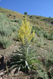 Verbascum songaricum