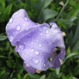 Iris pallida. Цветок. Краснодарский край, г. Крымск, на приусадебном участке. 11.05.2015.