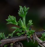 Artemisia monosperma