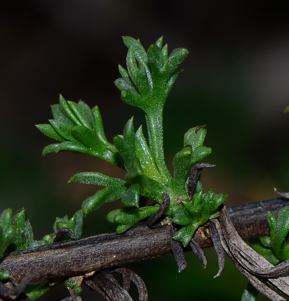 Изображение особи Artemisia monosperma.