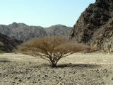 Vachellia tortilis