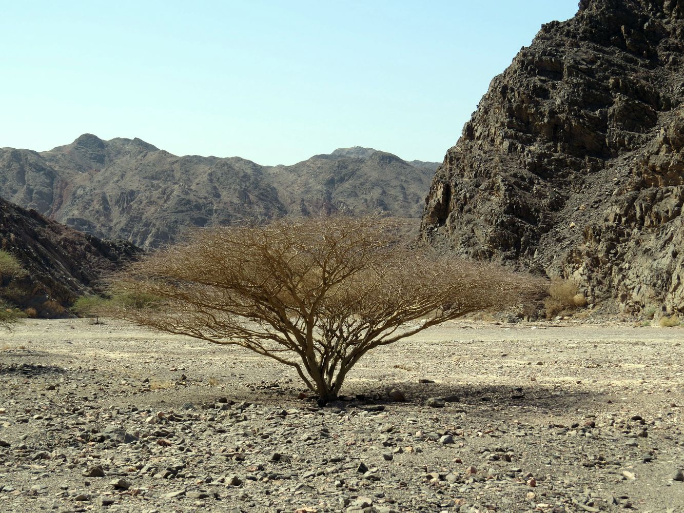 Изображение особи Vachellia tortilis.